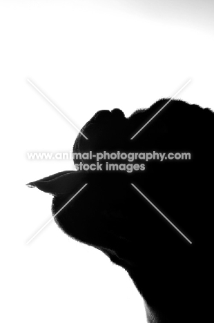 French Bulldog with tongue out as silhouette