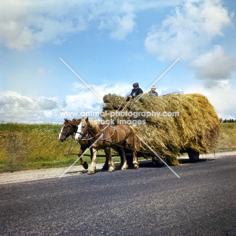 lithuanian heavy draught horses in harness pulling hay waggon 