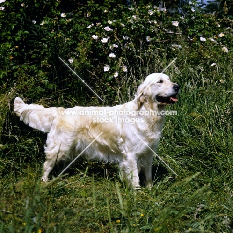 golden retriever from westley kennels