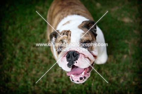 english bulldog smiling