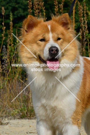 Thai Bangkaew dog portrait