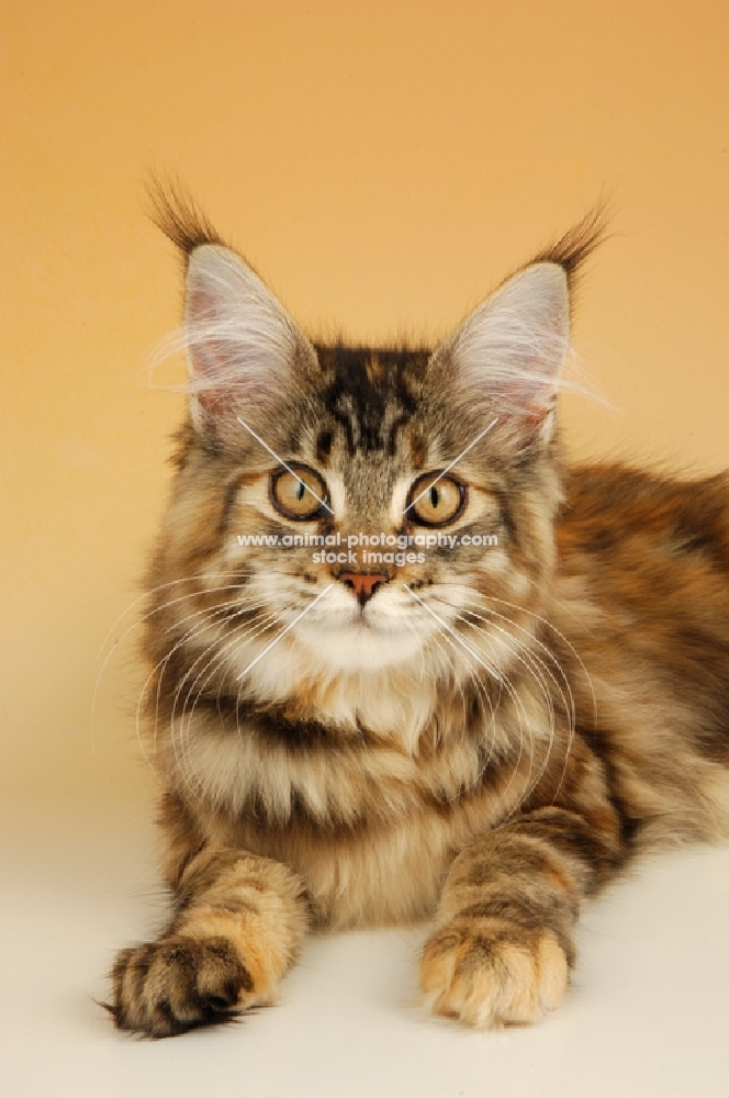 maine coon cat, tortie tabby coloured