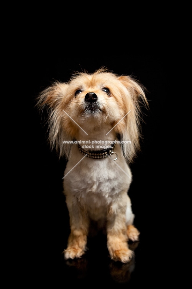 dog sitting in front of camera