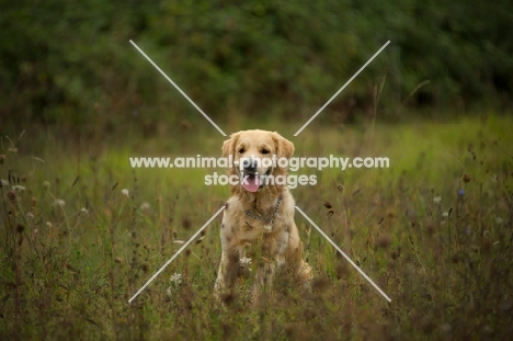 golden retriever sitting in tall grass