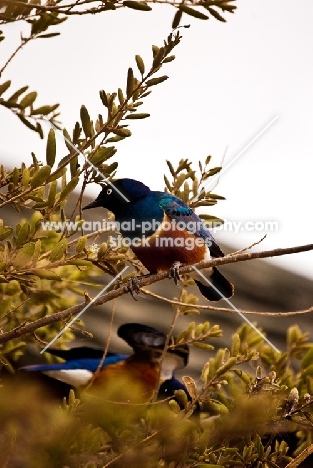 Superb Starlings sitting in a bush in Kenya