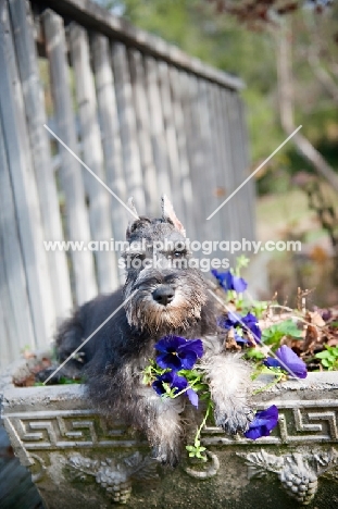 miniature schnauzer puppy in flower box