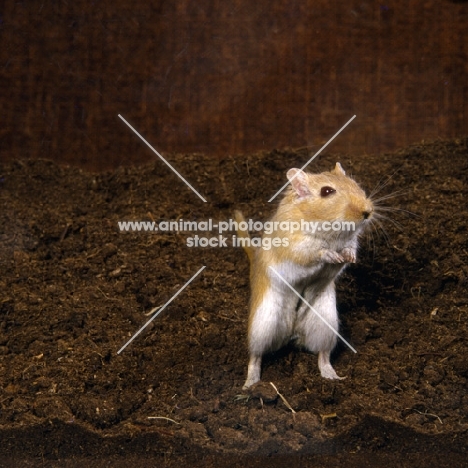 Argente gerbil standing up