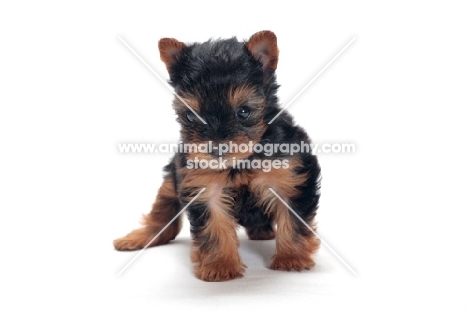 Yorkie puppy on white background