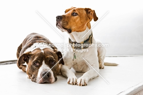 two American Staffordshire Terriers
