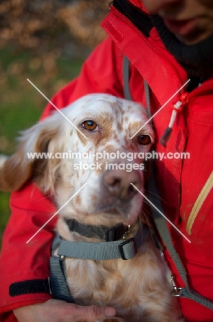 beautiful orange belton setter hugged by owner