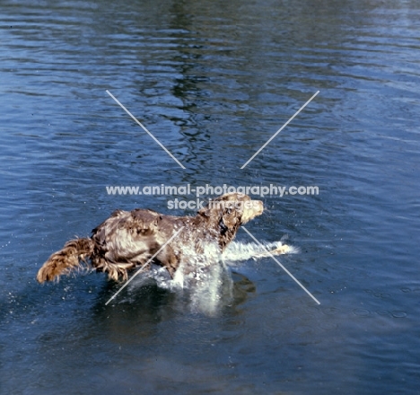 longhaired weimaraner leaping into water