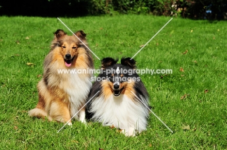 two Shetland Sheepdogs, one sitting the other lying down