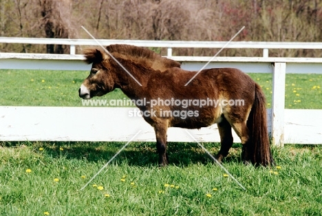 brown falabella pony