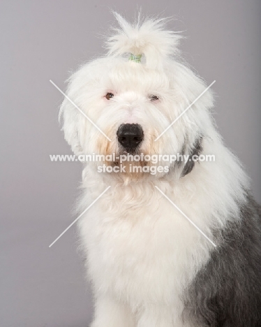 Old English Sheepdog with ponytail