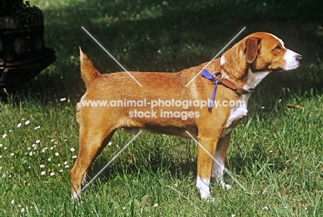 victor vom Ttilburg roem, austrian shorthaired pinscher on grass