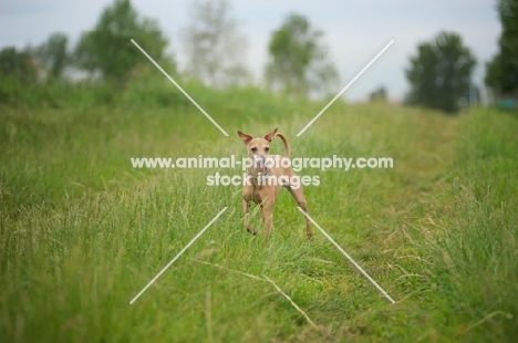 red italian greyhound in tall grass