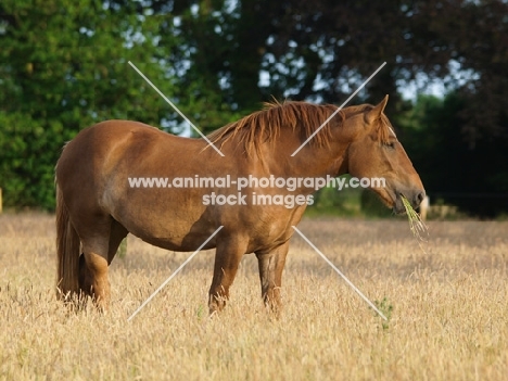 Suffolk Punch eating grass in field