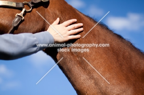 Arabian being pat