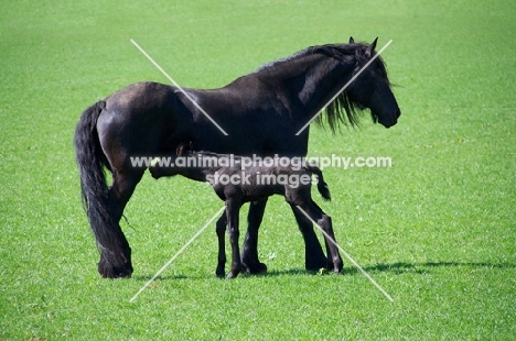 Friesian foal drinking