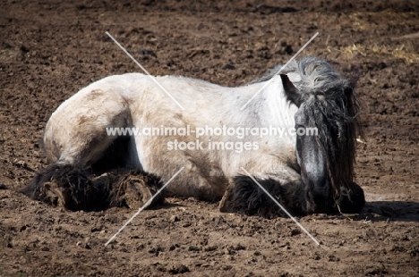 Belgian heavy horse, lying down