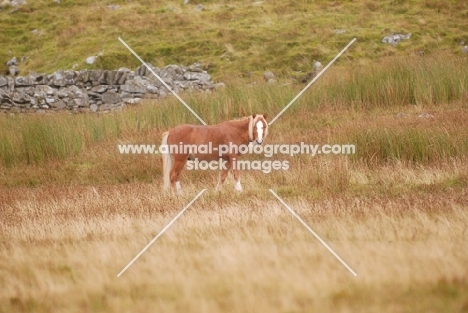 wild welsh mountain pony in Llanllechid Mountains, Wales