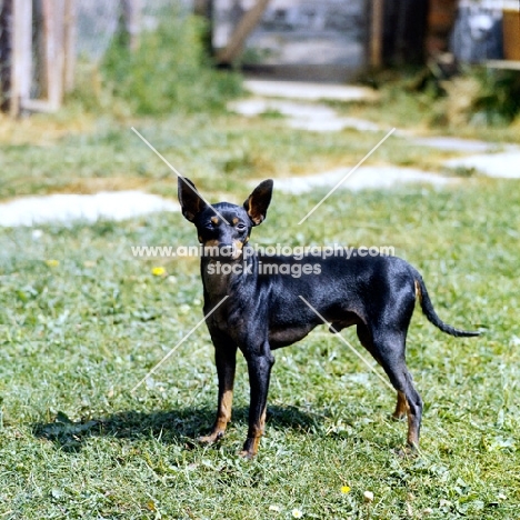 english toy terrier from lenster standing on grass