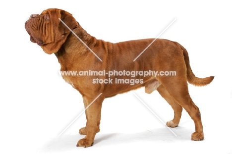 International Champion Dogue de Bordeaux (Grand Rouge Luccianob by Red Rhino)