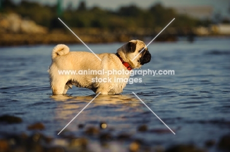 fawn Pug standing in water