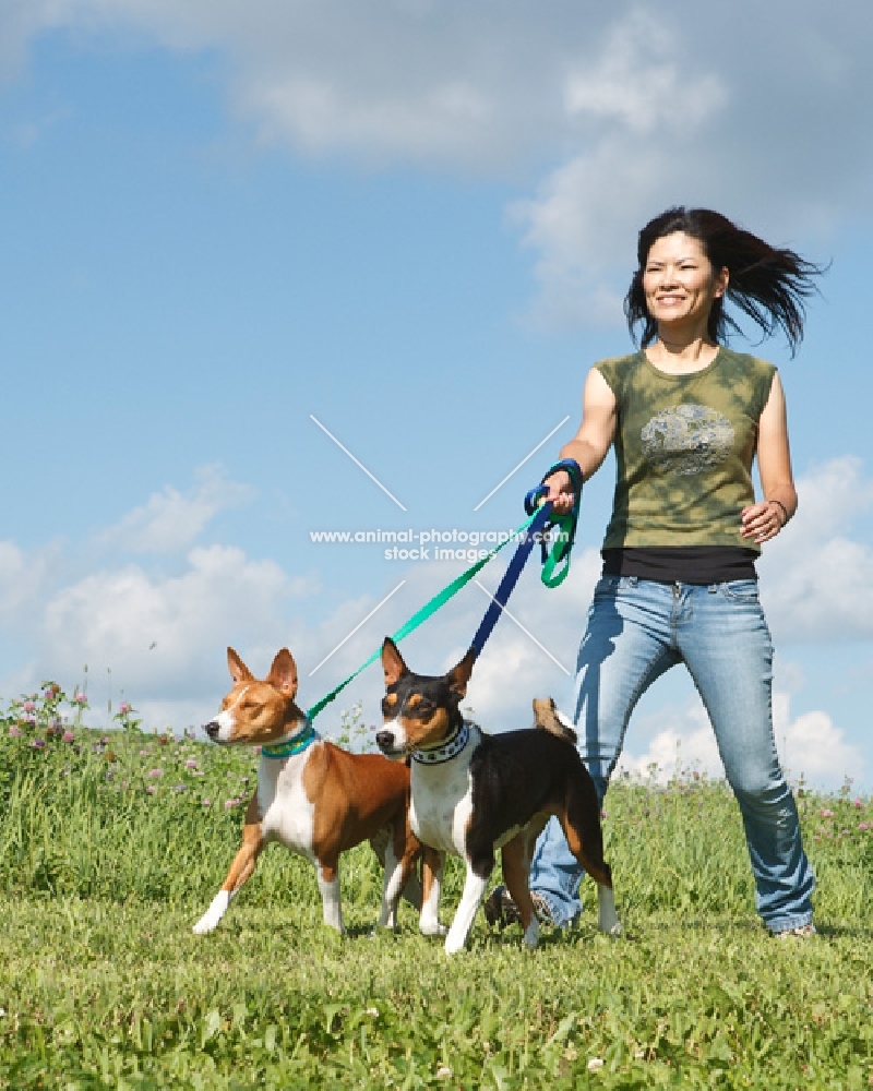 woman walking two basenjis