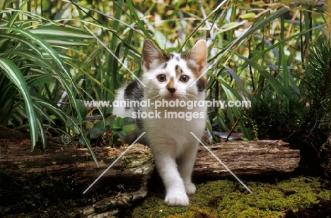 kitten climbing over log