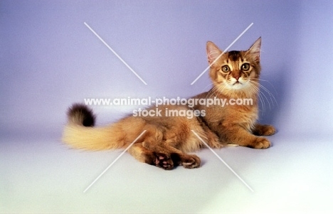 chocolate Somali kitten