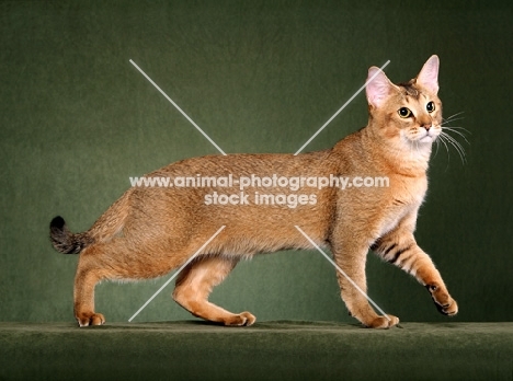 Chausie walking on sage green background