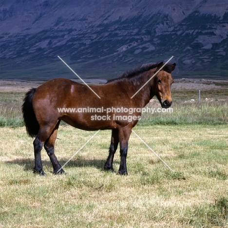 Iceland Horse at Sauderkrokur