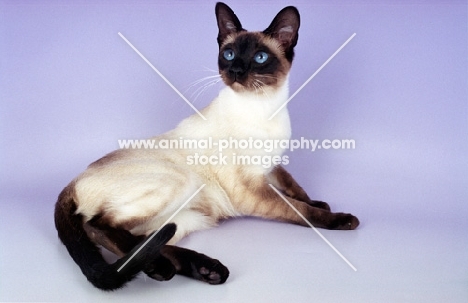 seal point traditional old style Siamese cat on purple background