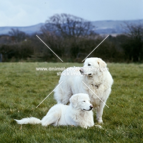 maremma sheepdog and puppy standing and lying in field