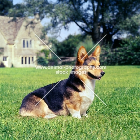 ch wey blackmint pembroke corgi sitting in front of cotswold house