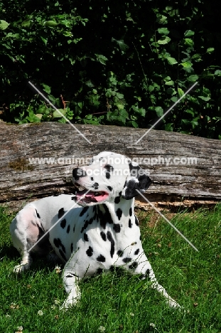 black spotted Dalmatian near log