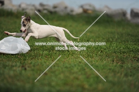 young Whippet puppy playing with plastic bag