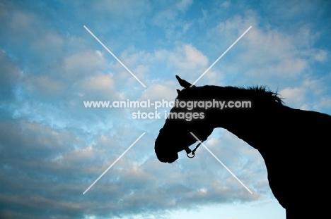 Appaloosa silhouette