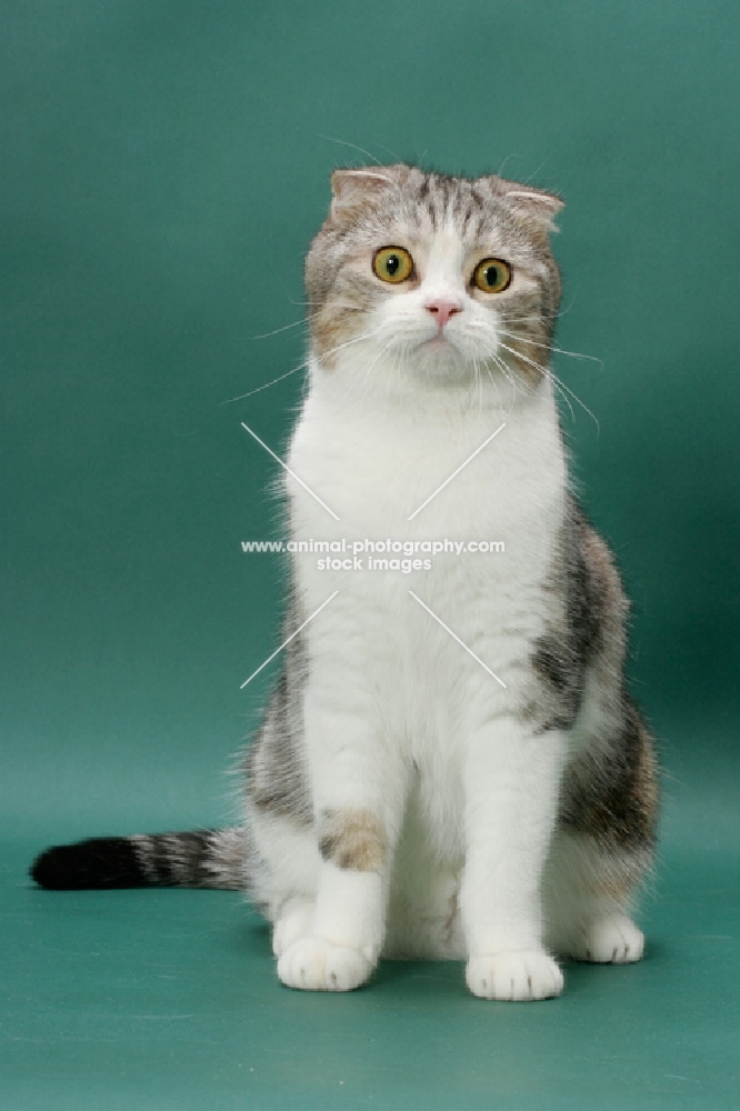 Silver Classic Tabby and White Scottish Fold cat