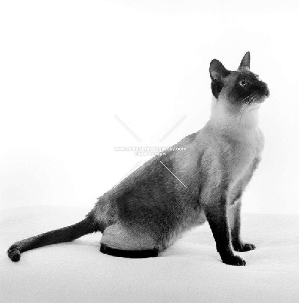 seal point siamese cat sitting up in studio