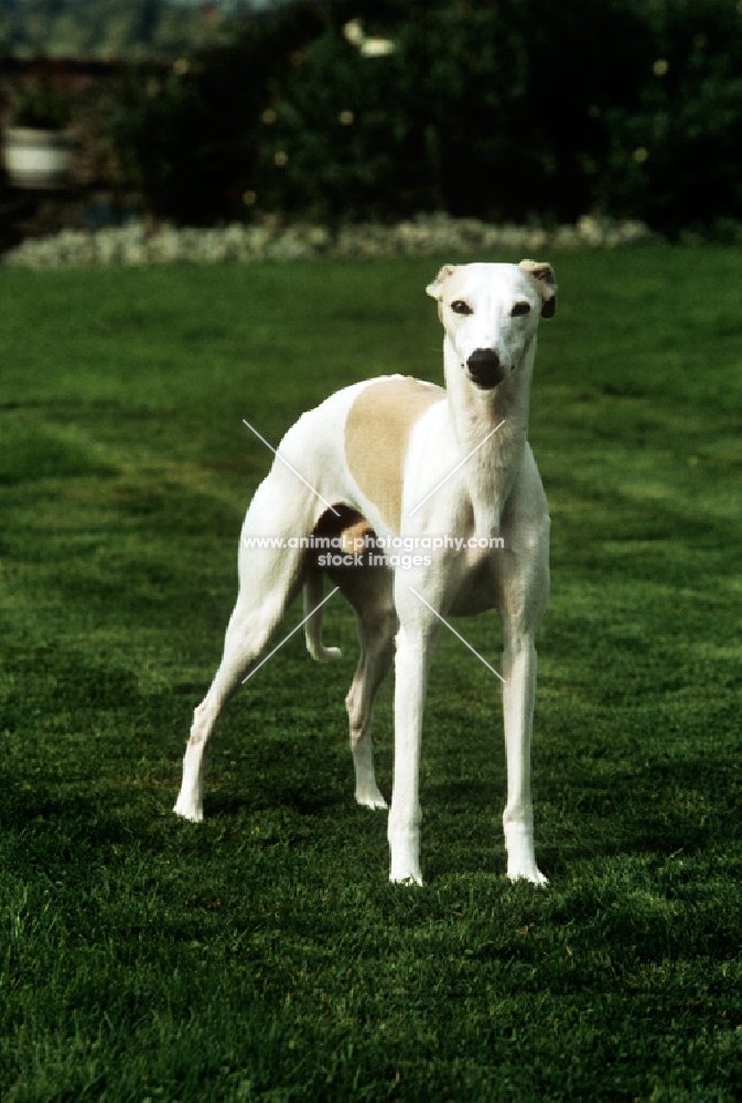 whippet on grass