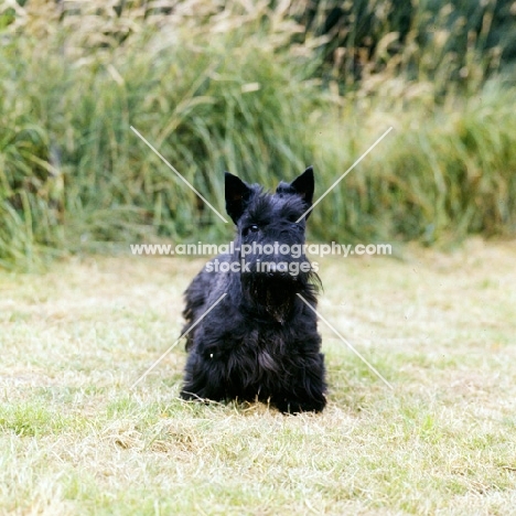 scottish terrier front view