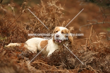 Clumber Spaniel in Autumn