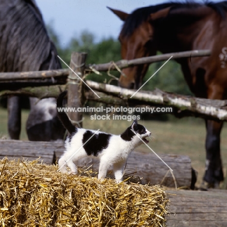 kitten on a straw bale meowing at horses