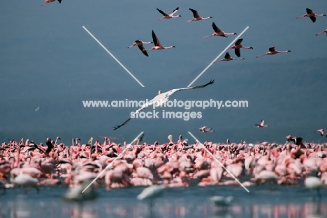 Pink Flamingos on Lake Naivasha in Kenya