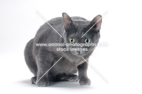 blue Korat cat looking down