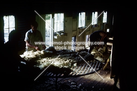 sheep farming in australia