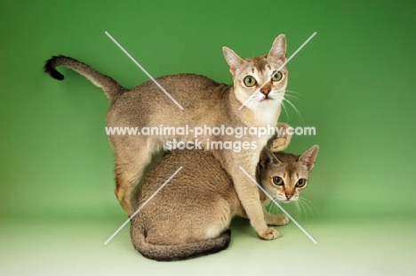 two singapura cats 