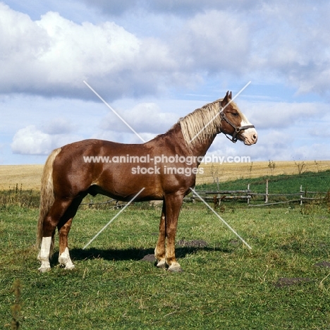 Hjelm, beautiful Frederiksborg stallion in Denmark